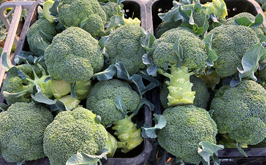 【先行予約2025年10月～2026年5月頃お届け】鮮度抜群！ブロッコリー (約2kg) 朝採り 朝採れ 朝どれ ブロッコリー 野菜 サラダ 食品 名産 四国 F5J-922