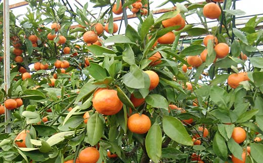 【先行予約2026年6月～2026年7月頃お届け】ハウス小原紅早生みかん 化粧箱 (約1kg) みかん 柑橘 果物 フルーツ くだもの ハウス栽培 名産 国産 デザート ご当地 食品 四国 F5J-662