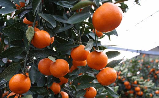 【先行予約2026年11月～2026年12月頃お届け】小原紅早生みかん 約4kg (内 傷み補てん分 500g) みかん 果物 くだもの フルーツ デザート 早生 オリジナル品種 食品 名産 四国 F5J-663