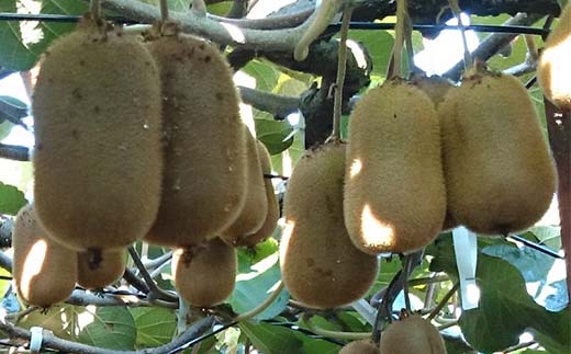 【先行予約2025年12月～2026年3月頃お届け】《贈答用》大玉厳選！香緑キウイ 化粧箱入り (約1.3kg) フルーツ 果物 くだもの キウイ 香緑 贈答用 ギフト 贈り物 デザート キウイフルーツ 食品 名産 四国 F5J-671