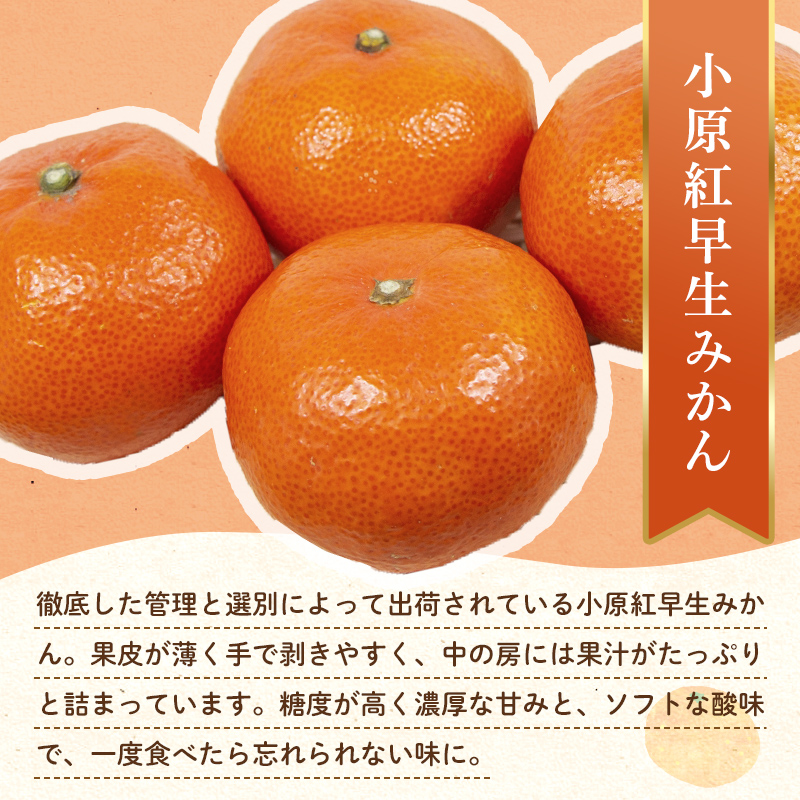 【フルーツ定期便 3回】 《小原紅早生みかんからスタート》 Hセット ピオーネ 約1.2kg 小原紅早生みかん 約4.5kg せとか 約5kg ぶどう みかん 柑橘 旬 果物 国産 香川県 フルーツ定期便 F5J-800