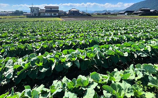 【先行予約2025年11月～2026年6月頃お届け】播本農園のキャベツ 10kg キャベツ 甘い 野菜 サラダ 食品  四国 F5J-900