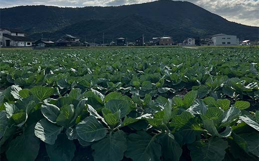【先行予約2025年11月～2026年6月頃お届け】播本農園のキャベツ 10kg キャベツ 甘い 野菜 サラダ 食品  四国 F5J-900