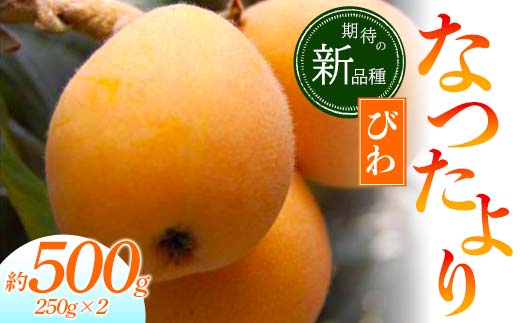【先行予約2026年5月～6月頃お届け】【香川県共通返礼品】なつたよりびわ 約1kg びわ なつたより 大玉 柔らかい 香川県共通返礼品 食品 名産 四国 香川 F5J-1031