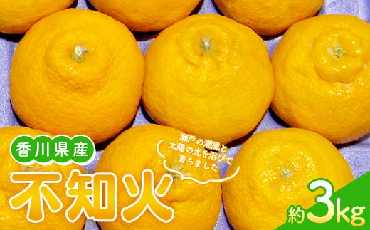 【先行予約 2026年2月～3月頃お届け】 不知火(約3kg) しらぬひ しらぬい 柑橘 果物 香川県 琴平町 フルーツみかん 旬 F5J-1032