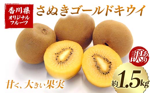 【先行予約2026年10月～2026年12月頃お届け】 訳ありさぬきゴールドキウイ (約1.5kg) フルーツ 果物 くだもの ゴールド キウイ キウイフルーツ さぬき ゴールドキウイ デザート 食品 名産 四国 1万円 F5J-1064