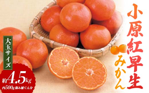 【先行予約2025年11月～2025年12月頃お届け】 小原紅早生みかん (大玉サイズ) 約4.5kg (内 傷み補てん分 500g)  みかん 果物 くだもの フルーツ デザート 大玉 早生 オリジナル品種 食品 名産 四国 F5J-664