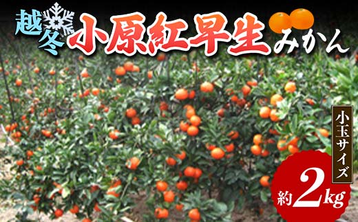 【先行予約2026年1月～2026年2月頃お届け】 越冬小原紅早生みかん (小玉サイズ) 約2kg みかん 果物 くだもの フルーツ デザート 小玉 越冬 早生 オリジナル品種 食品 名産 四国 F5J-665