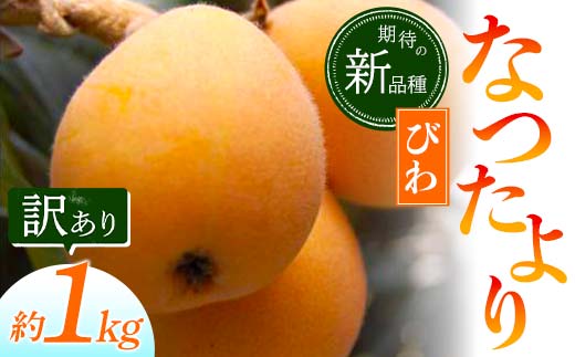 【先行予約2026年5月～6月頃お届け】【香川県共通返礼品】なつたよりびわ 約1kg 訳あり びわ なつたより 大玉 柔らかい 香川県共通返礼品 食品 名産 四国 香川 F5J-673