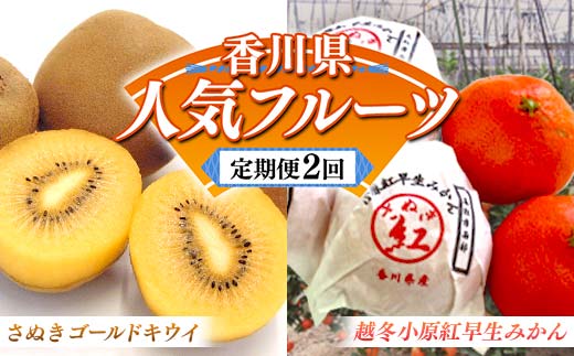 【人気フルーツ定期便A 2回】 《小原紅早生からスタート》 さぬきゴールドキウイ 約1kg 越冬小原紅早生 約1kg キウイ キウイフルーツ みかん 柑橘 旬 果物 国産 香川県 フルーツ定期便 F5J-927