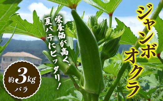【先行予約2026年7月～2026年9月頃お届け】オクラ (約3kg) 夏野菜 オクラ 名産品 ご当地 野菜 グルメ 食品 おひたし 天ぷら 炒め物 四国 F5J-921