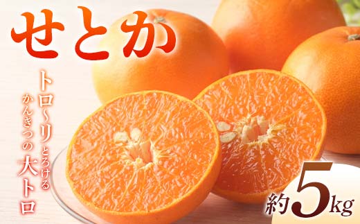 【先行予約】《2026年2月上旬～3月中旬頃お届け》 みかん せとか 約5kg トロ～リとろけるかんきつの大トロ 柑橘 完熟 みかん ミカン 果物 フルーツ くだもの 国産 せとか フルーツ 旬 果物 香川県三豊市共通返礼品  F5J-538
