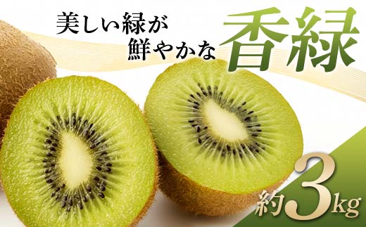 【先行予約】《2026年11月下旬～12月下旬頃お届け》 キウイ 美しい緑が鮮やかな 香緑 こうりょく 約3kg 国産 香川 果物 キュウイ キューイ フルーツ 旬 香川県 香川県共通返礼品 F5J-541