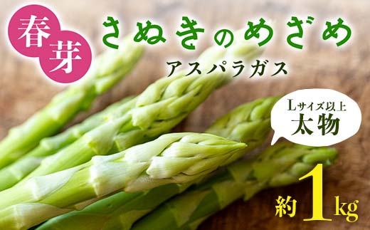 【先行予約2026年2月中旬～2026年6月下旬頃お届け】春芽 太物(Lサイズ以上) さぬきのめざめアスパラガス 約1kg F5J-765