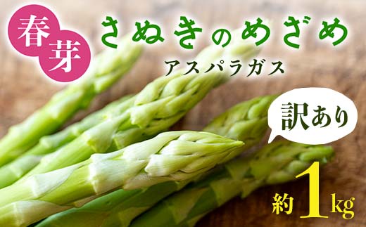 【先行予約2026年2月中旬～2026年6月下旬頃お届け】【訳あり】春芽 さぬきのめざめアスパラガス 約1kg F5J-767