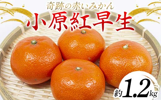 【先行予約】《2025年12月頃お届け》みかん 奇跡の赤いみかん 小原紅早生 1.2kg 蜜柑 早生 果物 柑橘 濃いみかん 赤いみかん むきやすい ミカン フルーツ 旬 香川県 香川県共通返礼品 F5J-1020