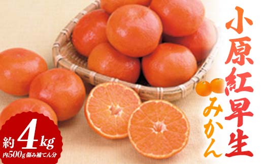 【先行予約2026年11月～2026年12月頃お届け】小原紅早生みかん 約4kg (内 傷み補てん分 500g) みかん 果物 くだもの フルーツ デザート 早生 オリジナル品種 食品 名産 四国 F5J-663