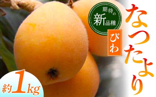 【先行予約2026年5月～6月頃お届け】【香川県共通返礼品】なつたよりびわ 約1kg びわ なつたより 大玉 柔らかい 香川県共通返礼品 食品 名産 四国 香川 F5J-672