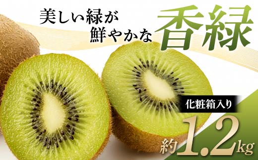 【先行予約】《2026年11月下旬～12月下旬頃お届け》 キウイ 美しい緑が鮮やかな 香緑 こうりょく 化粧箱約1.2kg 国産 香川 果物 キュウイ キューイ フルーツ 旬 香川県 香川県共通返礼品 F5J-540