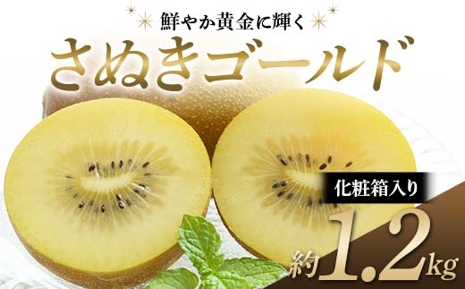 【先行予約】《2026年10月中旬～11月中旬頃お届け》 さぬきゴールド 鮮やか黄金に輝く ゴールドキウイ 化粧箱約1.2kg 香川県産 大粒キウイ キウイフルーツ ゴールデンキウイ フルーツ 果物 くだもの 旬のフルーツ 旬の果物 香川 香川県共通返礼品 F5J-542