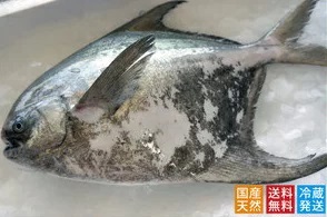 マナガツオ1尾【令和8年7月頃からの出荷分受付中！】【B-4】