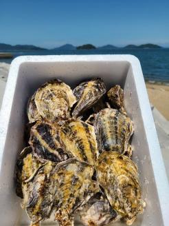 多度津のブランド牡蠣『白方かき』2kg 白方漁港直送　加熱調理用 殻付き生カキ【A-86】