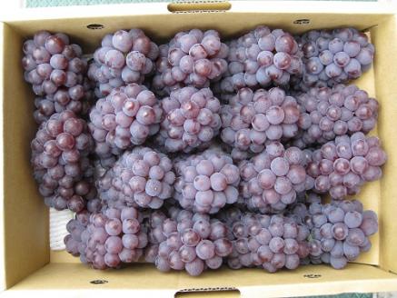 多度津町白方特産　デラウェアぶどう【令和8年7月上旬より発送！予約受付中】【B-20】