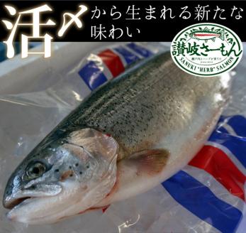 オリーブサーモン １尾（半身カット）【予約受付中！令和8年4月頃から限定出荷分】【B-512】