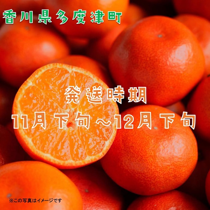 『小原紅早生みかん』約５kg【予約受付中！令和7年11月下旬より発送！】【A-32】