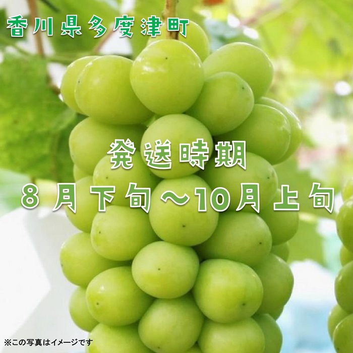 シャインマスカット約1.2kg（2～3房入り）【令和8年8月下旬発送！予約受付中】【B-13】