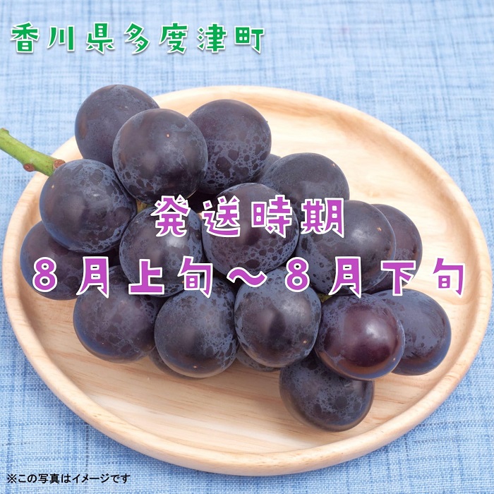 ハウスピオーネ　約２kg【令和8年7月下旬発送！予約受付中】【B-15】