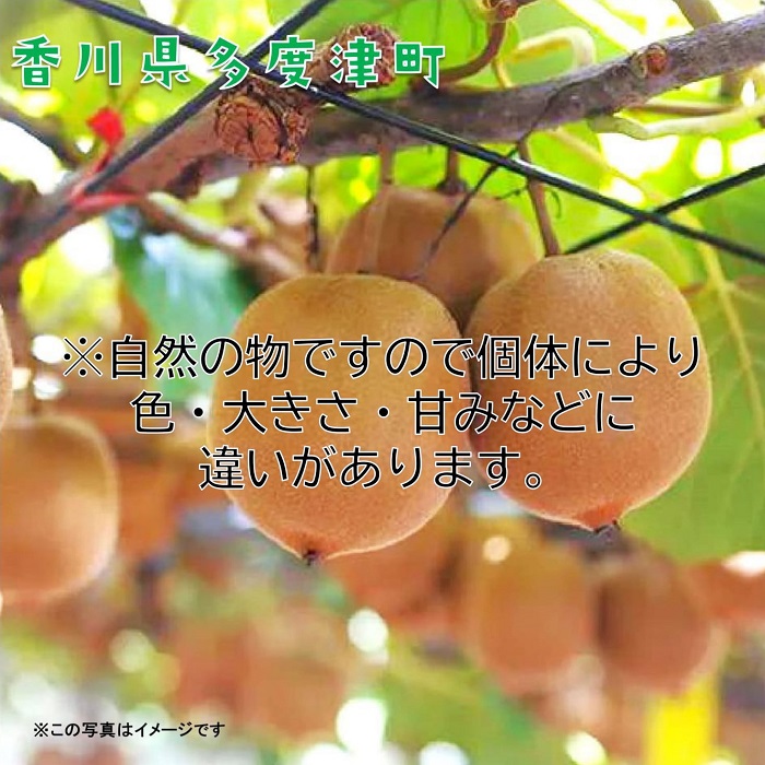 香川県オリジナルキウイフルーツ『さぬきゴールド』約3kg【予約受付中！令和7年10月中旬頃から発送】【B-17】