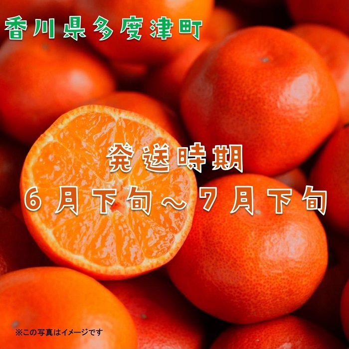 『小原紅早生ハウスみかん』約2kg【予約受付中！令和8年6月下旬より発送！】【B-26】