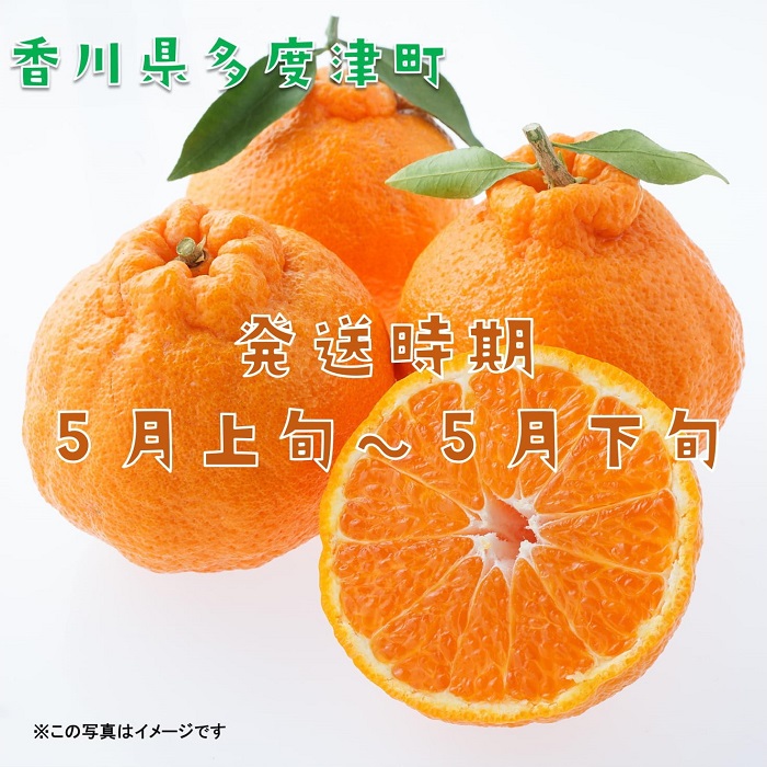 長期貯蔵 熟成 不知火（でこぽん）約2.8kg【予約受付中！令和8年5月中旬より発送】【B-29】