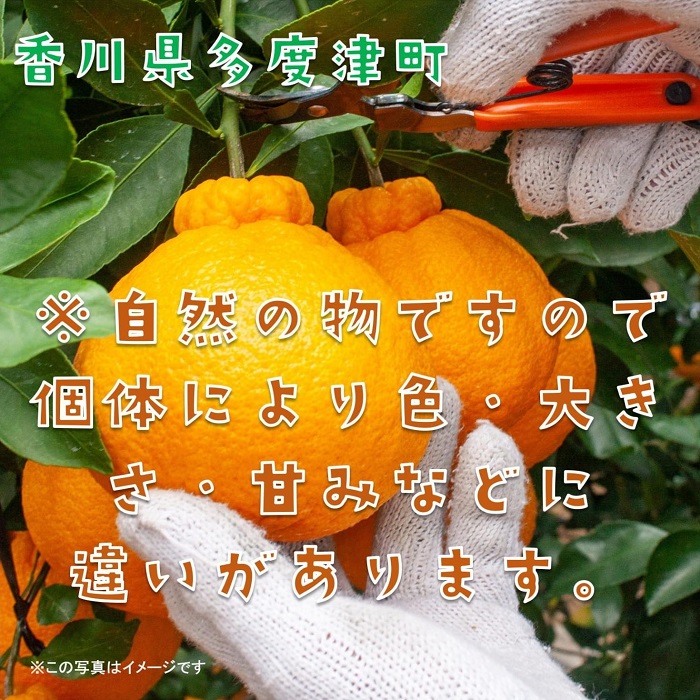 不知火（デコポン）ハウス栽培 約3kg【予約受付中！令和7年12月下旬頃～】【B-32】