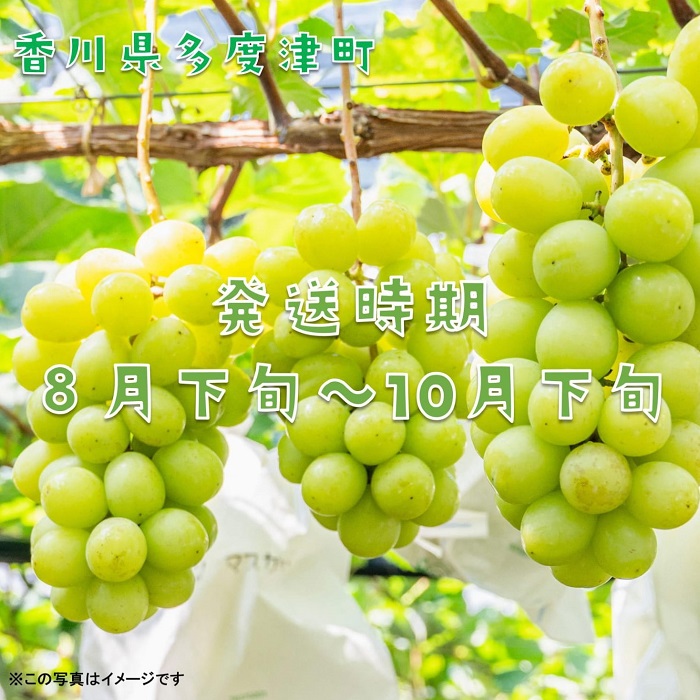 シャインマスカット 約2kg【令和8年8月下旬発送！予約受付中】【C-15】