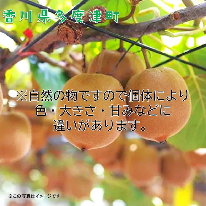 香川県オリジナルキウイフルーツ『さぬきゴールド』大玉約3.5kg【予約受付中！令和7年10月中旬頃から発送】【C-16】