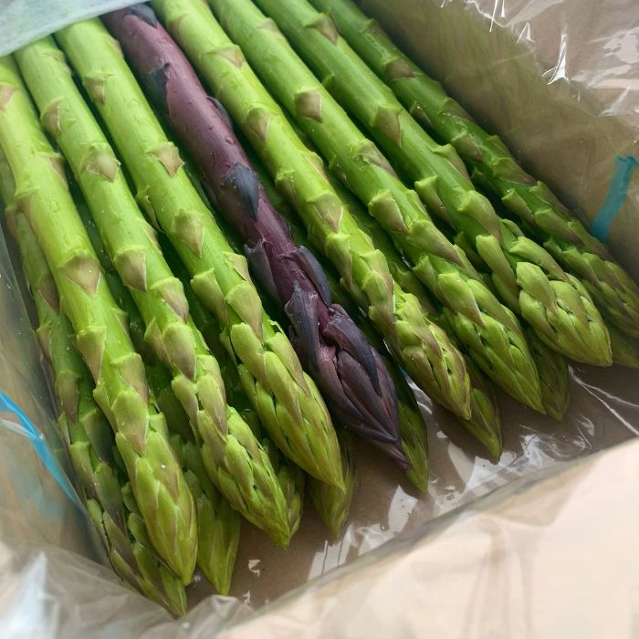 アスパラ王子が育てた自慢のアスパラ「極み」1kg (さぬきのめざめ おおもりや)【予約受付：令和8年3月初旬頃より御用意出来次第発送】【H-56】