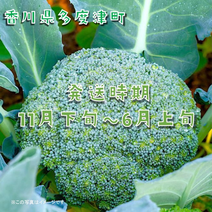 ブロッコリー約2.5kg　サイズおまかせ【L-70】