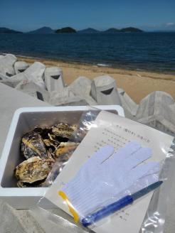 多度津のブランド牡蠣『白方かき』2kg 白方漁港直送　加熱調理用 殻付き生カキ【A-86】