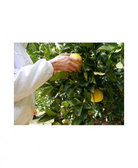 金陵 文旦酒 500ml １本【L-7】