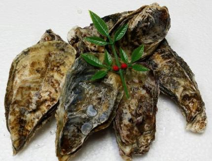 白方かき 電子レンジでお手軽調理　殻付きかき(加熱用)　500g×2袋【令和8年1月頃から4月頃までの期間限定出荷】【L-31】