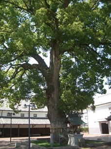 特別純米酒 楠神 720ml ２本セット【A-38】