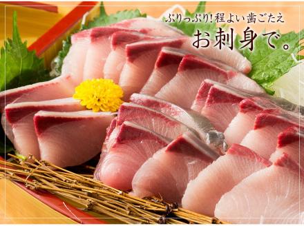 活け〆オリーブぶり１本（四分一カット）【12月頃から出荷開始！】【D-513】