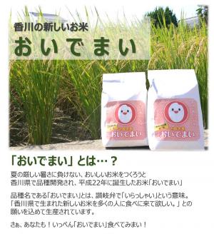 多度津町産 新米 おいでまい【令和7年産新米:11月頃より発送】（白米８kg）【A-11】