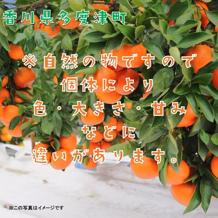 『小原紅早生みかん』約５kg【予約受付中！令和7年11月下旬より発送！】【A-32】