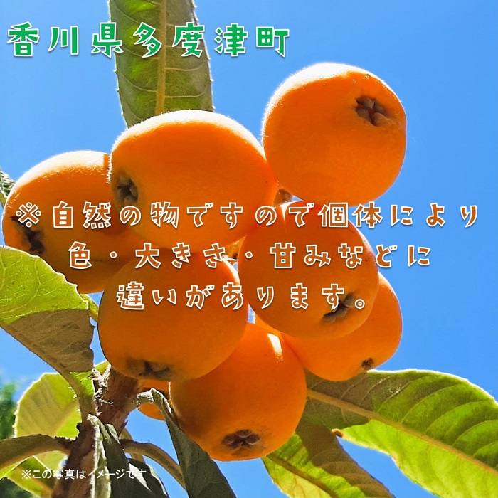 【予約受付中！令和8年6月上旬頃より発送！】なつたより（びわ）約1kg【A-41】