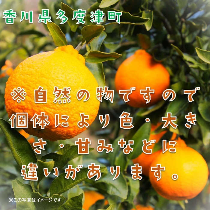 不知火（デコポン）約3kg【予約受付中！令和8年2月中旬より発送】【A-42】