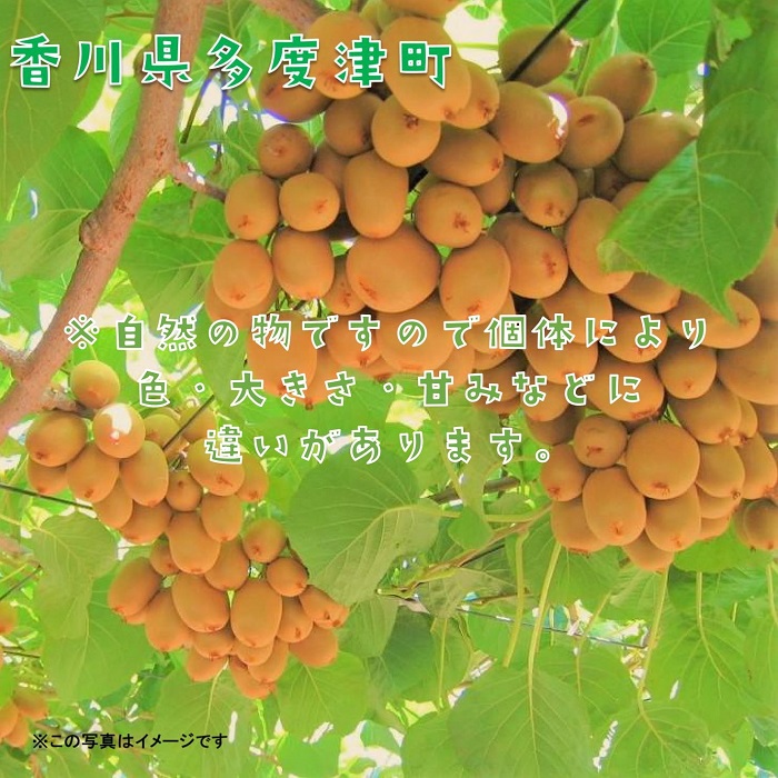 香川県オリジナルキウイフルーツ「さぬきキウイっこ®」1.3kg【予約受付中！令和7年11月上旬頃から発送】【A-46】