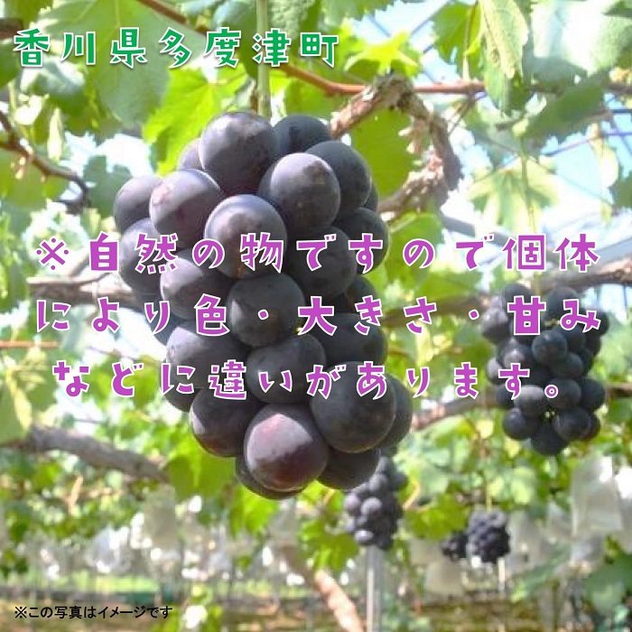 ハウスピオーネ　１房　化粧箱【令和8年7月下旬頃発送!予約受付中!】【A-51】